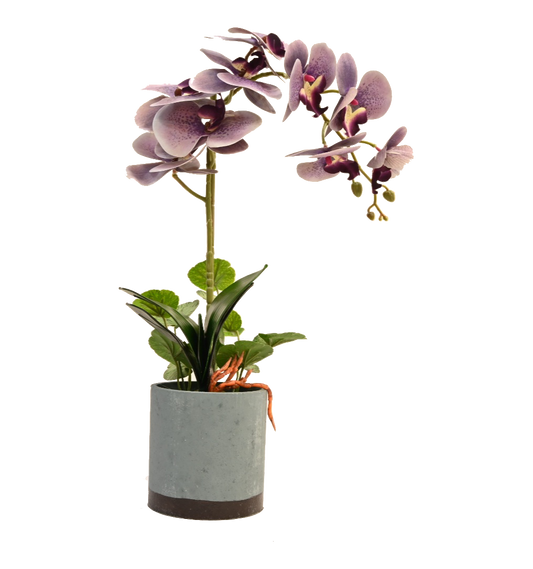 Lavendar Beauty Orchid