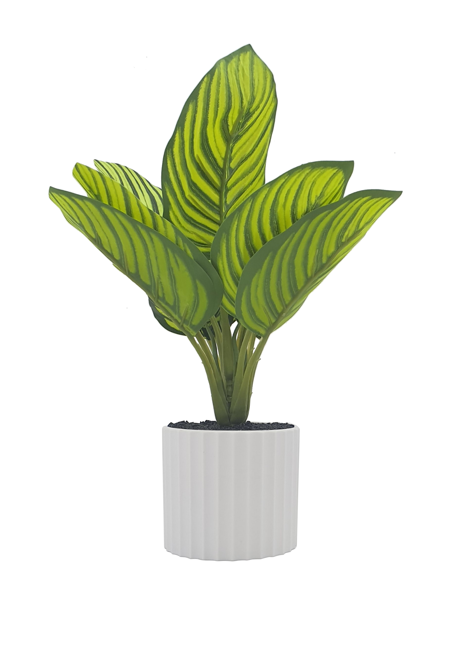 Green Bonsai Plant