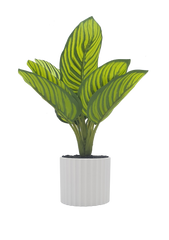 Green Bonsai Plant