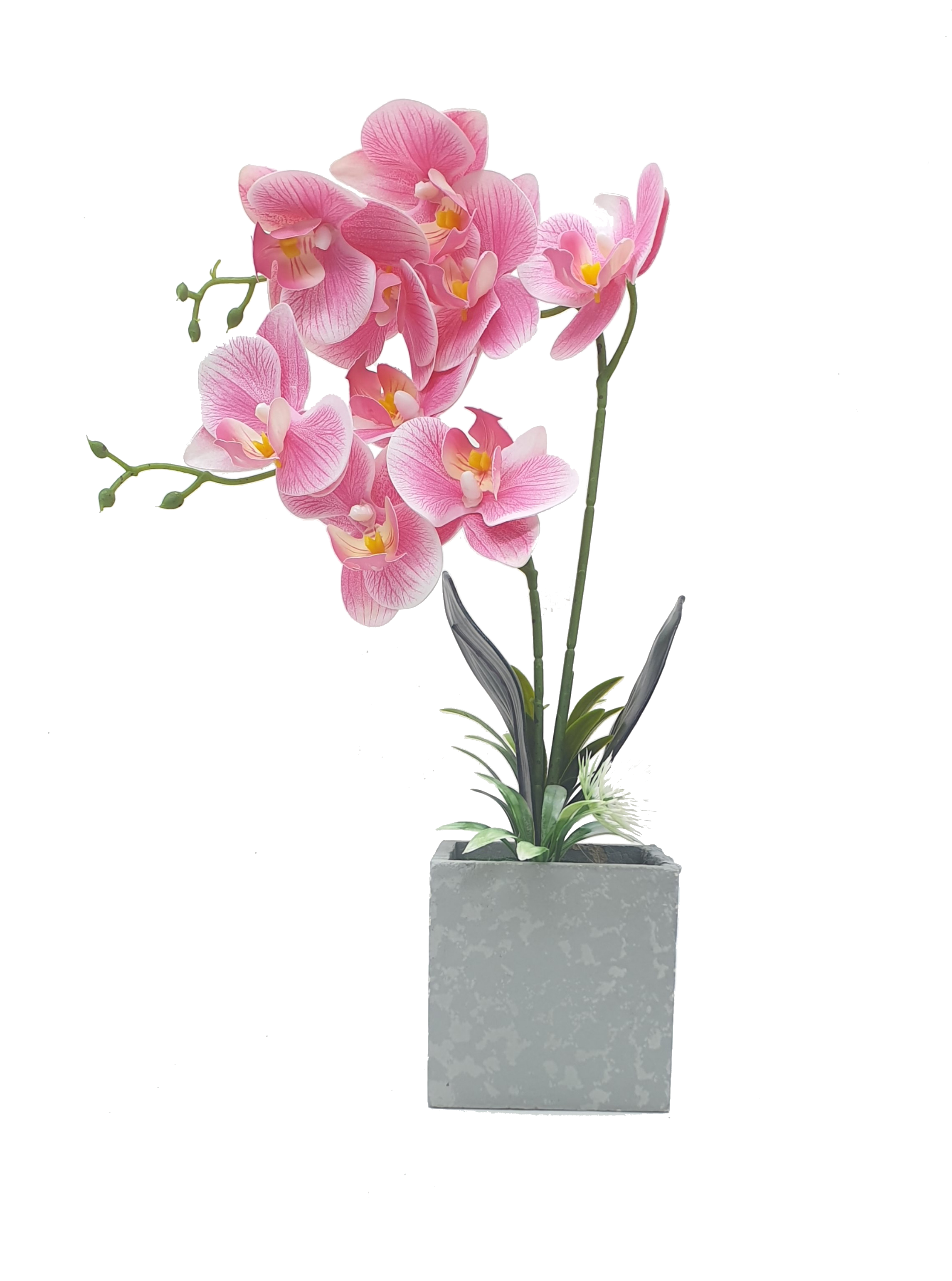 Haven Orchid Plant
