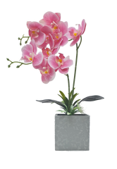 Haven Orchid Plant