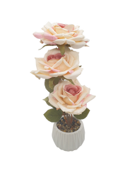 Ruffled Rose Plant