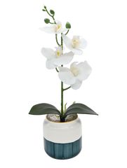 Moth Orchids with Pot