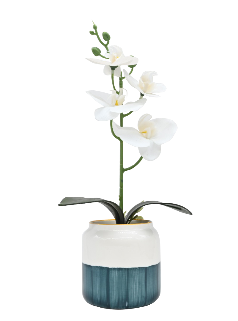 Moth Orchids with Pot