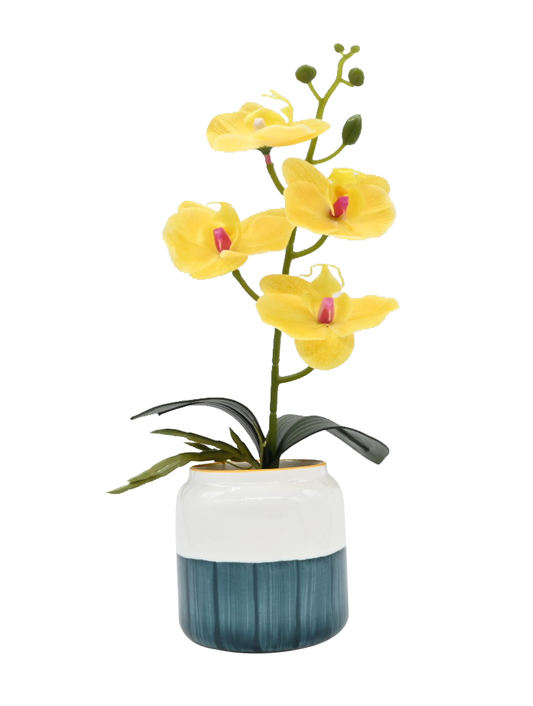 Moth Orchids with Pot