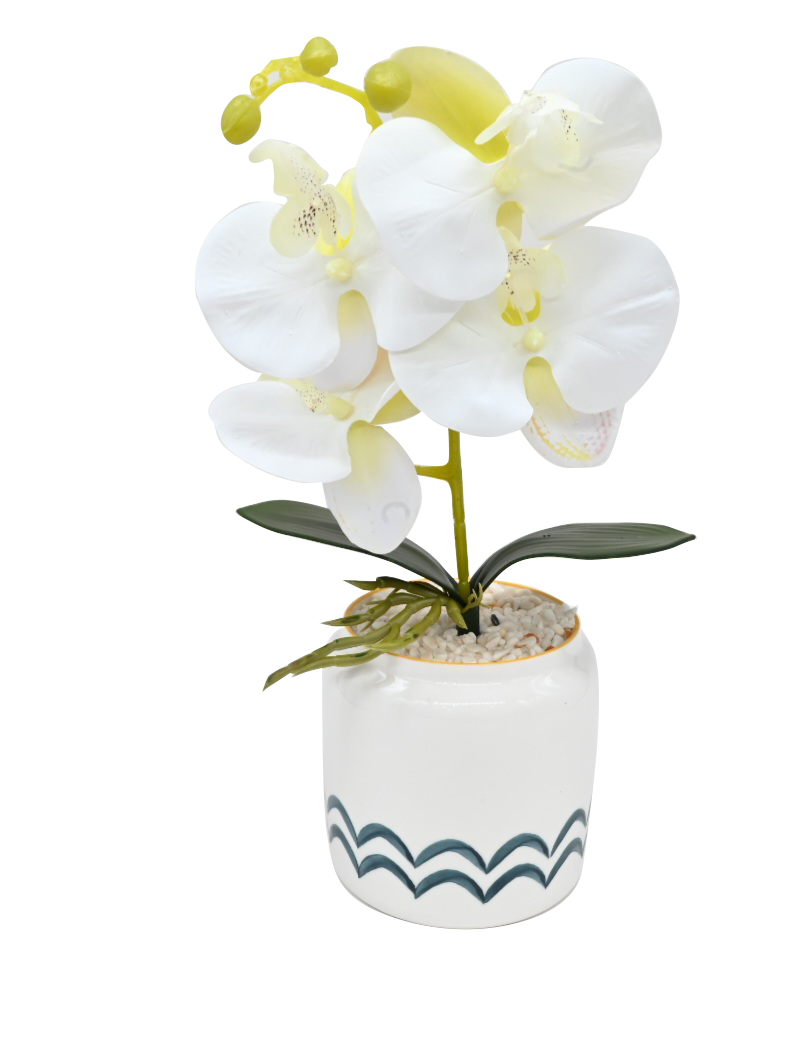 Phalaenopsis Aphrodite with Pot