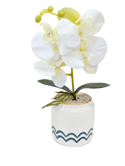 Phalaenopsis Aphrodite with Pot