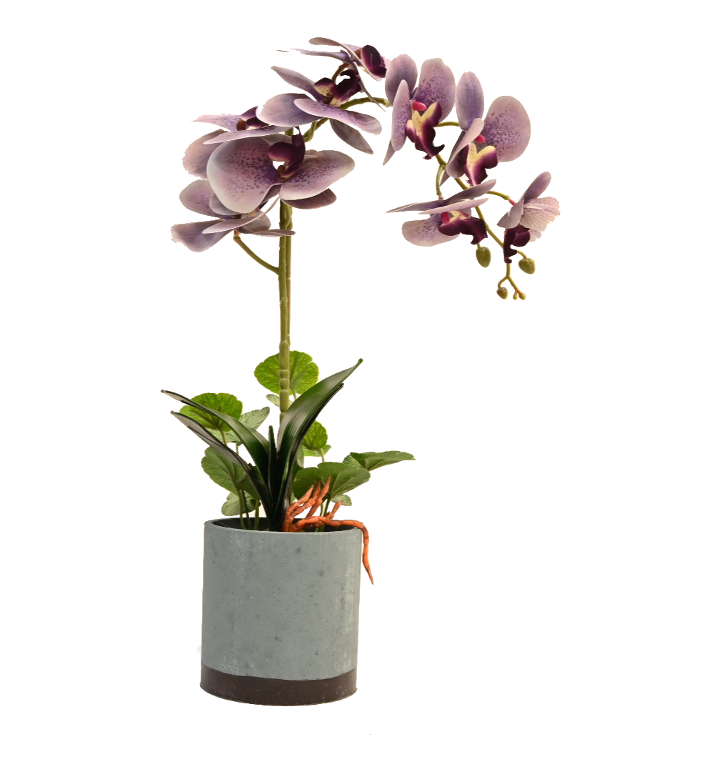 Lavendar Beauty Orchid