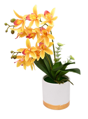 Regatta Radiance Orchid
