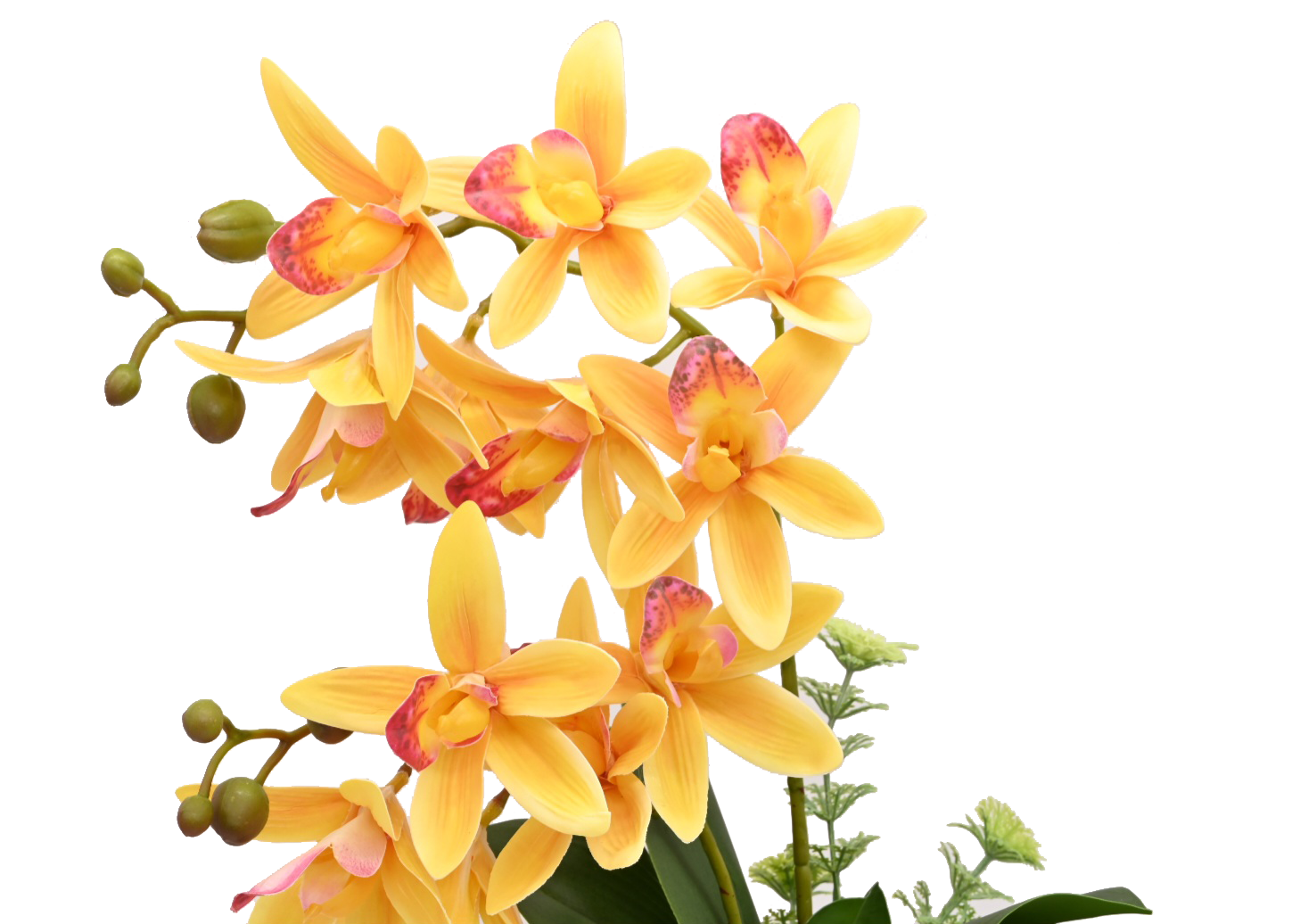 Regatta Radiance Orchid