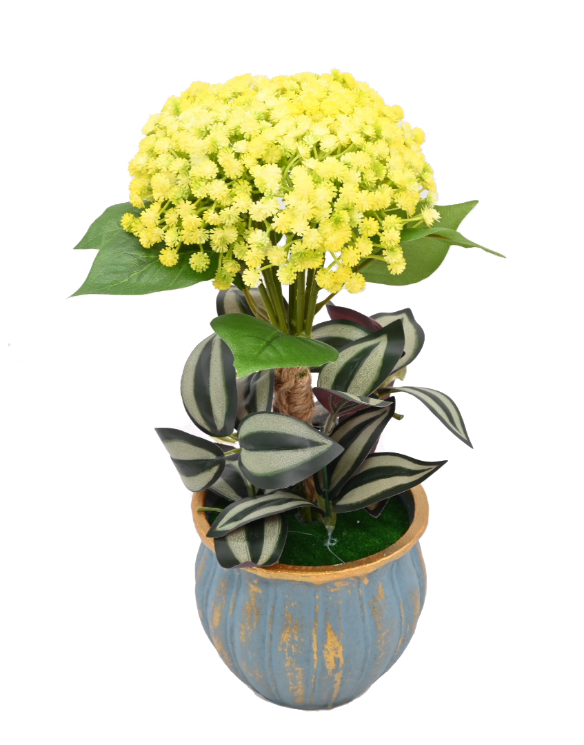 Everlasting Kalanchoe