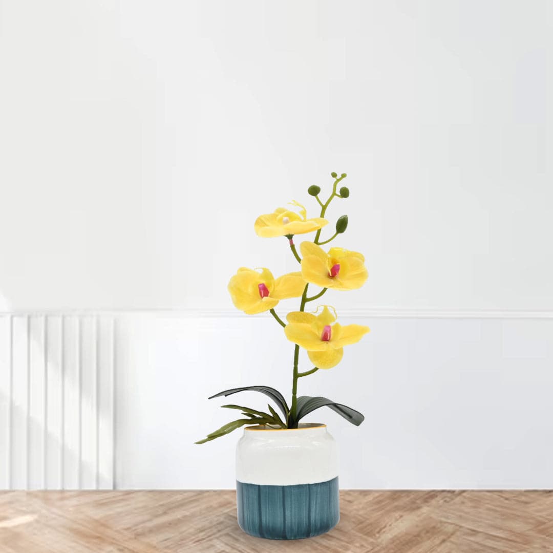 Moth Orchids with Pot