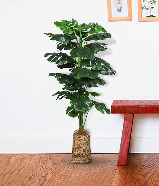 Swiss Cheese Indoor Potted Plant