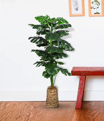 Swiss Cheese Indoor Potted Plant