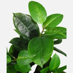 Ficus Audrey Indoor plant